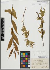 Foto von Salix alba L. x Salix fragilis L.